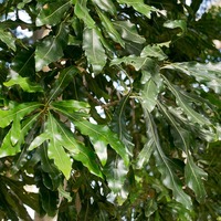Stenocarpus sinuatus